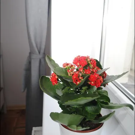 Apartament Zydowska 11